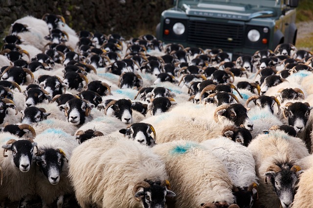 sheep traffic